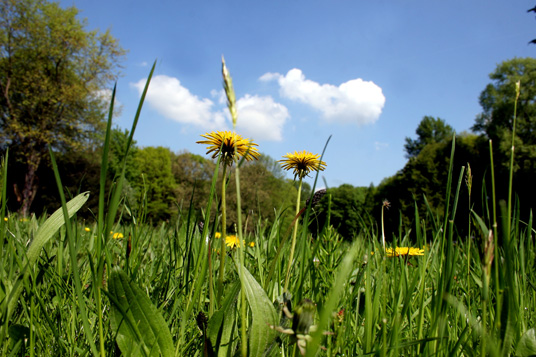 Das Bild zeigt eine Picknickwiese im Wittringer Wald